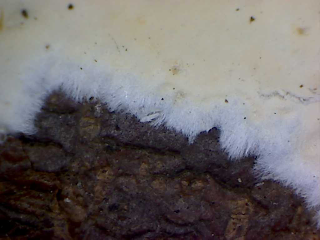 Cylindrobasidium laeve o evolvens ??(Cylindrobasidium laeve)